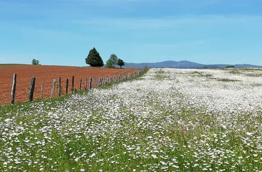 Le village templier de Nigresserre