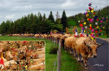 L’Aubrac en Transhumance, au village d’Aubrac (groupes)