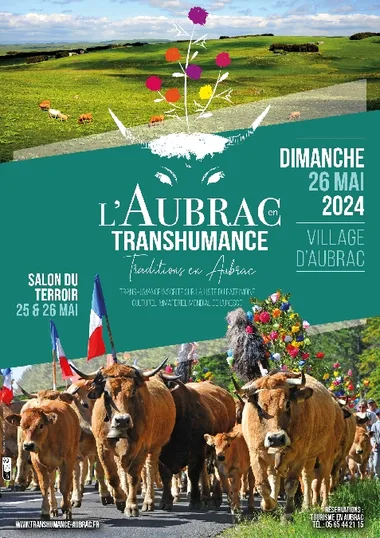 The Aubrac Cow in Transhumance in Aubrac