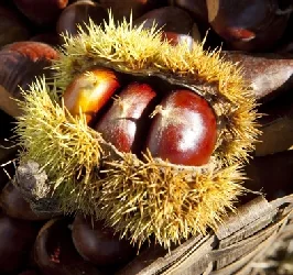 Taste the Chestnut - Chestnuts of Aveyron