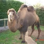 Leila - La Camella