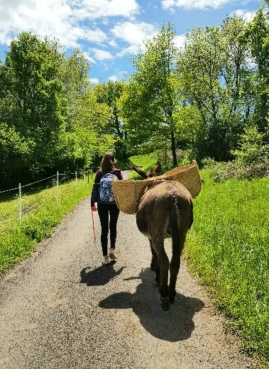 Wandern mit Eseln
