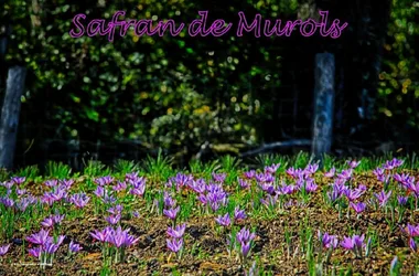 Saffron from Murols
