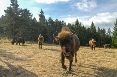 European Bison Reserve