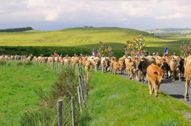 L’Aubrac en Transhumance, au village d’Aubrac (groupes)