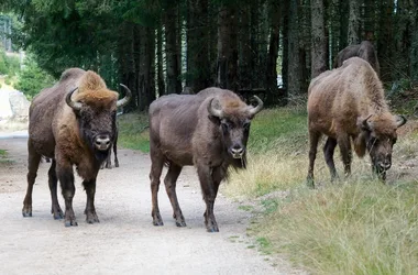 Riserva del bisonte europeo