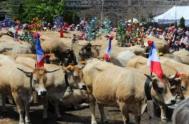 arrival of a herd in Aubrac