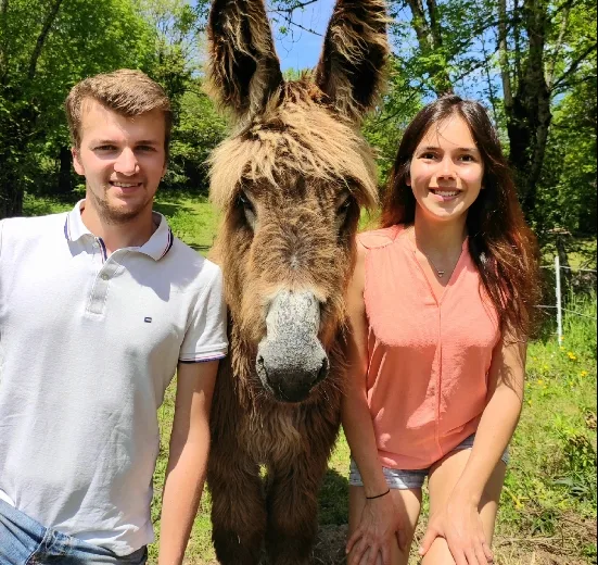 Carladès donkeys