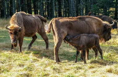 European Bison Reserve