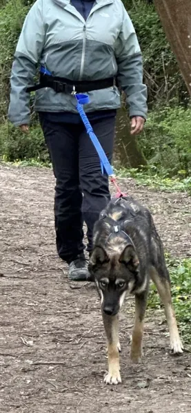 Nordic team – activités avec des chiens de traineaux