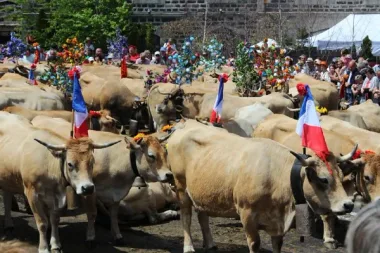 L’Aubrac en Transhumance, au village d’Aubrac (groupes)