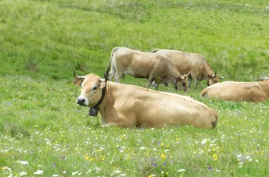 Aubrac-koeien fotocredit S. Dijols (1)