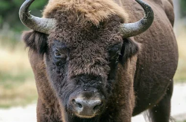 Riserva del bisonte europeo