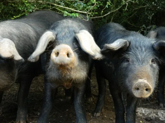 Schweine aus der Gascogne