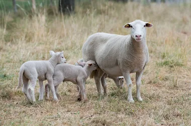 die Schafe