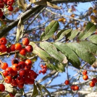 Sortie Lo Parvi : les fruits des arbres et arbustes