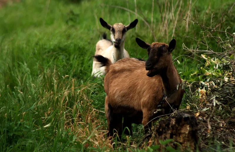 Goats - morgufile