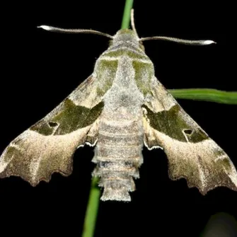 Sortie Lo Parvi : les papillons de nuit