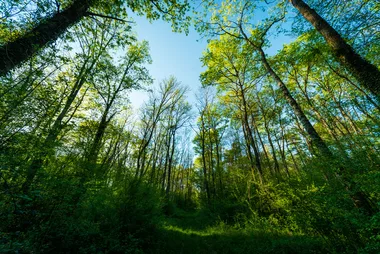 Sortie ENS : arbres et forêts