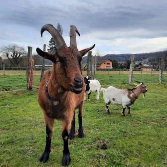 Visite commentée format réduit de l’Arche de Julie, rencontre avec les animaux de l’association