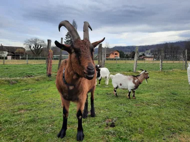 Visite commentée format réduit de l’Arche de Julie, rencontre avec les animaux de l’association