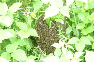 Das Bienenhaus der Garenne