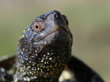 A male pond turtle