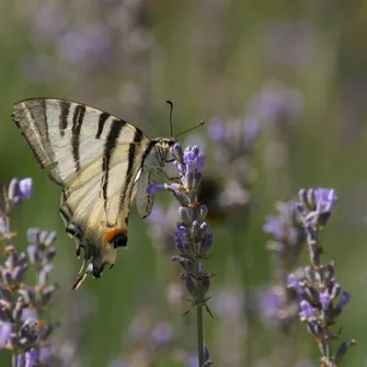 Sortie ENS : libellules et papillons vous livrent leurs secrets