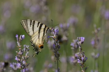 Sortie ENS : libellules et papillons vous livrent leurs secrets