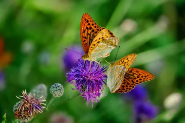 Sortie Lo Parvi : découverte des papillons de jour