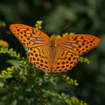 Sortie ENS : libellules et papillons vous livrent leurs secrets