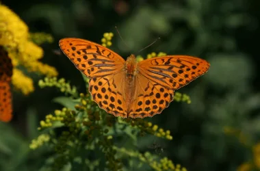 Sortie ENS : libellules et papillons vous livrent leurs secrets