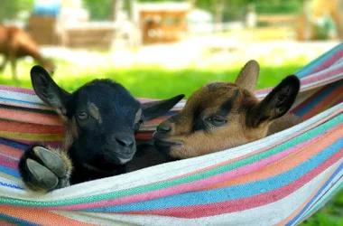 Visite des animaux de la mini-ferme de Path’O Calme