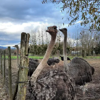 Visite de la ferme pédagogique du Père Louis