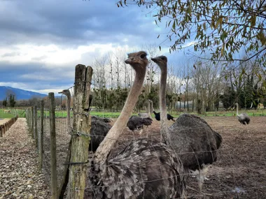 Visite de la ferme pédagogique du Père Louis - Balcons du Dauphiné - A moins d'une heure de Lyon