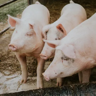 La ferme d’Hugues et Jennifer