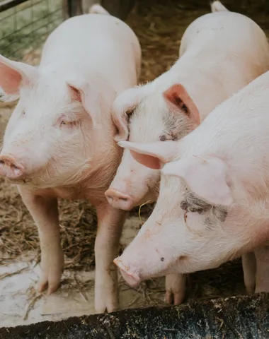 La ferme d’Hugues et Jennifer