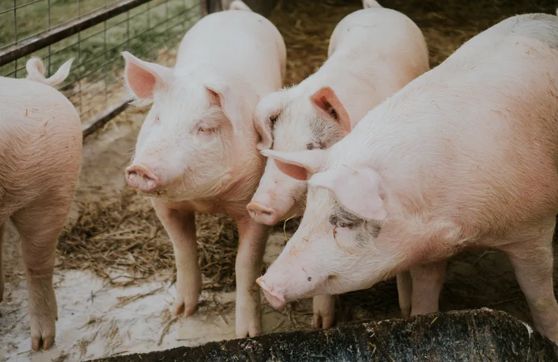 La ferme d’Hugues et Jennifer