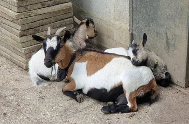 Visite des animaux de la mini-ferme de Path’O Calme