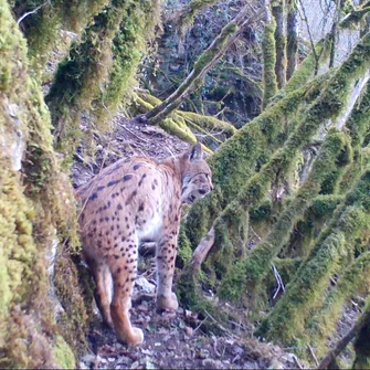 Sortie ENS : sur les traces du lynx