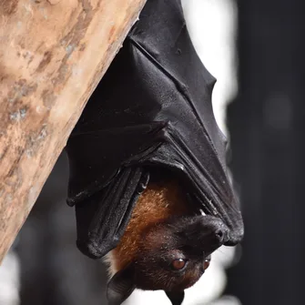 Nuit internationale de la chauve-souris