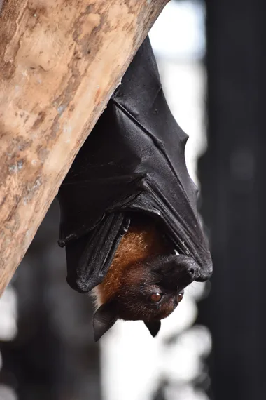 Nuit internationale de la chauve-souris