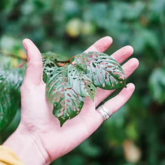 Sortie ENS : plantes sauvages comestibles