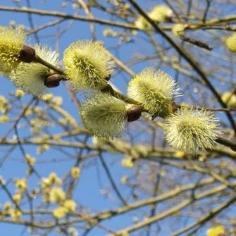 Sortie Lo Parvi :  les fleurs des arbres et abustres et leurs usages