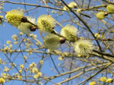 Sortie Lo Parvi :  les fleurs des arbres et abustres et leurs usages