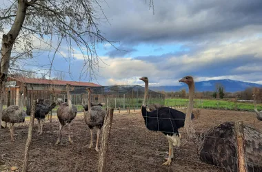 Le Père Louis - ostrich breeding and educational farm