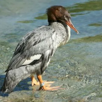 Sortie Lo Parvi : initiation ornithologique, les oiseaux des étangs