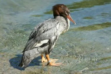 Sortie Lo Parvi : initiation ornithologique, les oiseaux des étangs