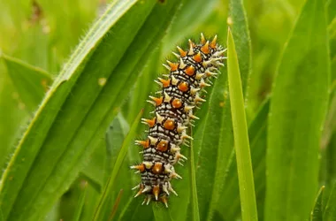 Melitaea didyma, caterpillar - M.De Groot - Lo Parvi