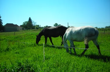 horses in the park